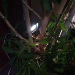 Pica de jardín LED integrado 5W